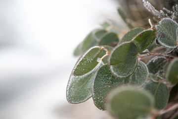 Wall Mural - plant leaf tree covered in frost snow ice winter cold nature 