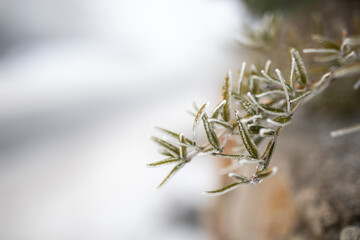 Wall Mural - plant leaf tree covered in frost snow ice winter cold nature 