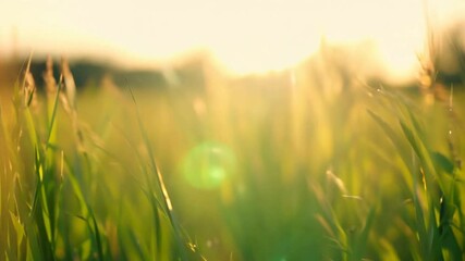 Wall Mural - grass field with dew bokeh at Sunrise background,generative ai