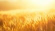 © Victoria - Sunlight bathes a field of wheat in a warm, golden glow. The stalks sway gently in the breeze, creating a soft, ethereal effect