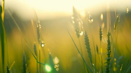 Wall Mural - grass field with dew bokeh at Sunrise background,generative ai