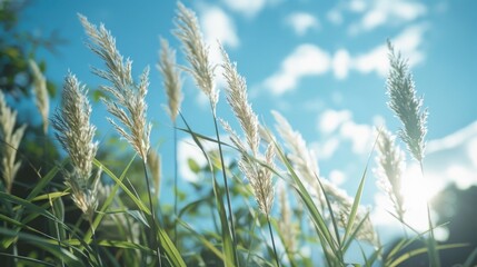 Aufkleber - Tall blades of grass swaying in the breeze on a sunny day, great for outdoor scenes or weather-related illustrations
