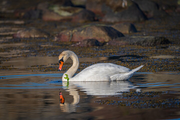 Swan Eating Aquatic Vegetation