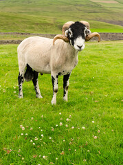 Wall Mural - Close up portrait of a fine Swaledale ram in Summertime with two curly horns, facing front in lush green meadow. This breed is native to the Swaledale area of the Yorkshire Dales, UK.  Space for copy