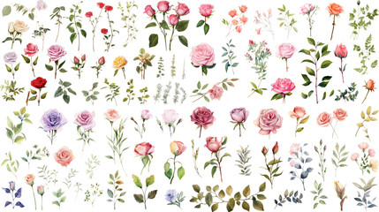 Wall Mural - set of watercolor rose painting isolated on clear png background and transparent background. fresh a