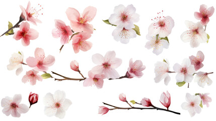 Wall Mural - set of watercolor wildflowers painting isolated on clear png background and transparent background. 