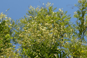 Wall Mural - A blooming  Japanese pagoda tree (Styphnolobium japonicum), a species of deciduous tree 
in the subfamily Faboideae of the pea family Fabaceae.