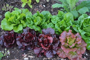 Closeup of green and red lettuce growing in a garden bed