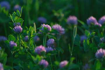 Wall Mural - a field of grass and clover in the sunset light