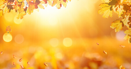 Wall Mural - sunny autumn landscape of colorful forest with autumn leaves in bright colors