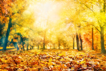 Wall Mural - sunny autumn landscape of colorful forest with autumn leaves in bright colors