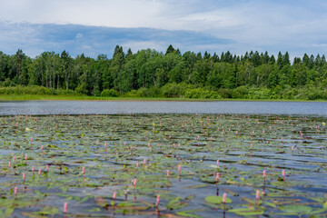 Wall Mural - lake in the forest