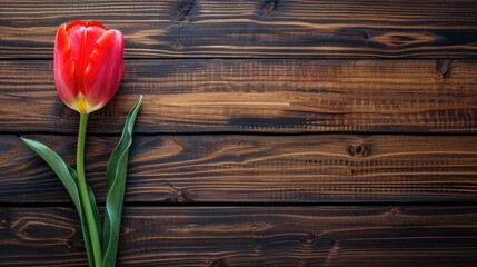 Poster - Colorful tulip on modern wooden background with copy space in minimalist flat lay spring concept