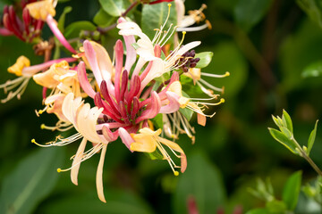 Wall Mural - close-up of beautiful goldflame honeysuckle flower (Lonicera × heckrottii) in summer bloom