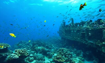 Wall Mural - Variety of fish swimming over a coral reef