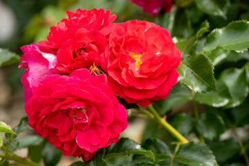 Wall Mural - close-up of a beautiful blooming red garden roses, Rosa rubiginosa