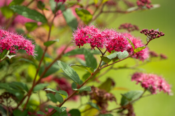 Wall Mural - close-up of flowering Spiraea Plumtastic flowers and berries