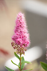 Poster - close-up of Spiraea salicifolia aka the bridewort, willow-leaved meadowsweet, spice hardhack, or Aaron's beard