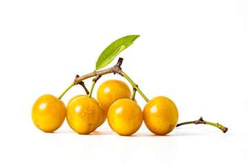 Canvas Print - Fresh Yellow Plums on a Branch