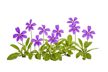 Wall Mural - Purple Flowers with Green Leaves on a White Background