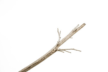 Wall Mural - Dry tree branch isolated on white background