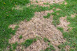 © GreenThumbShots - Lawn with Dry and Green Patches