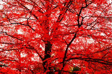 Wall Mural - Vibrant red tree with leaves in full bloom. Tree with red leaves is the main focus of the image. The tree is surrounded by a white background, which creates a contrast between the vibrant red leaves a