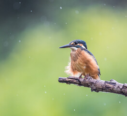 Wall Mural - kingfisher in the rain