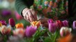 © Thirawat - A horticulturist experiments with hybridizing tulip blossoms, creating new varieties that dazzle with unique colors and patterns