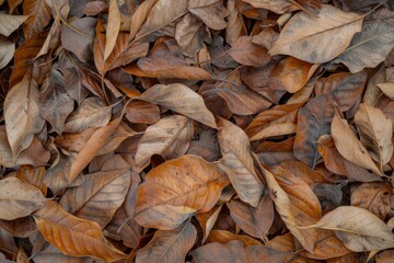 Wall Mural - tropical fallen dry brown leaves in the wood - generative ai