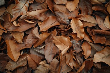 Wall Mural - tropical fallen dry brown leaves in the wood - generative ai