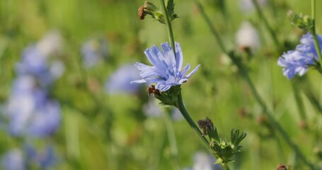 Wall Mural - The flower of the common chicory (Cichorium intybus) 