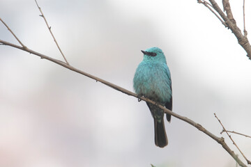 Wall Mural - verditer flycatcher or Eumyias thalassinus in Binsar in Uttarakhand, India