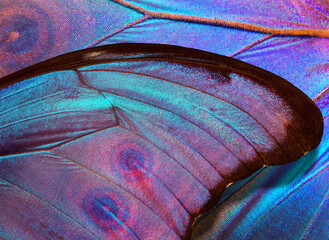 bright blue wings of a tropical morpho butterfly. pattern of butterfly wings. close up   