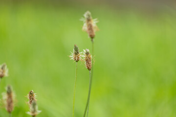 Wall Mural - Small flowers of hoary plantain blooming in the meadow. Beautiful Summer scenery of Latvia, Northern Europe.