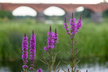 Wall Mural - Purple loosestrife flowers blooming near the water. Beautiful Summer scenery of Latvia, Northern Europe.