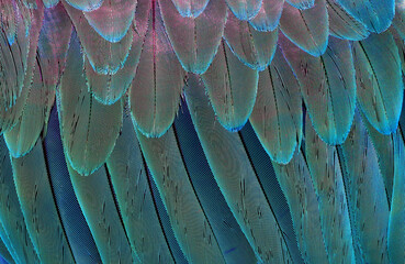 Aufkleber - Natural background. Macaw feathers pattern. Bright colorful feathers of a parrot. tropical bird wing closeup.