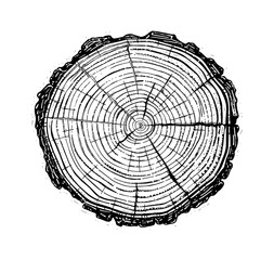 Wall Mural - cross section tree wood engraving black and white outline