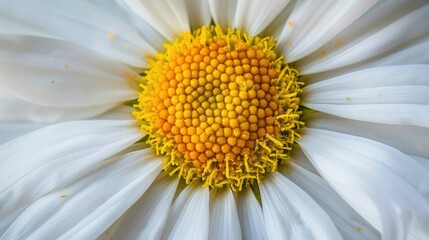 Canvas Print - A close-up of a daisy, with its white petals and yellow