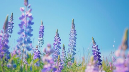 Poster - A field of lupines blooming under a clear blue sky.