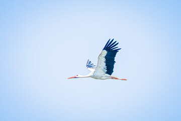 Wall Mural - white stork