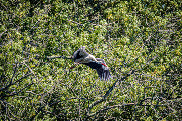 Wall Mural - white stork