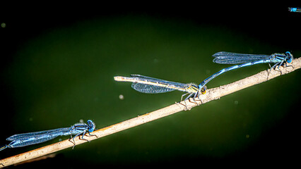 Wall Mural - dragonfly