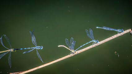 Wall Mural - dragonfly