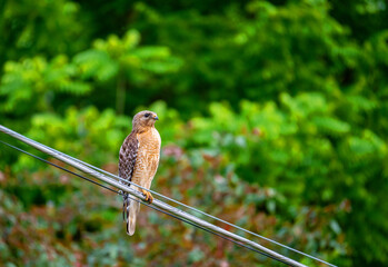 red tailed hawk