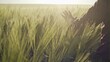 © procinemastock - Hand of a farmer touching ripening wheat ears in early summer - slow motion
