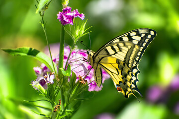 On sunny summer day beautiful yellow butterfly sits on bright pink flower side view on blurred background of nature