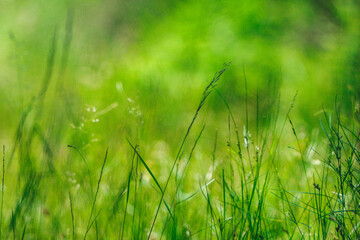 frisches grünes gras im sommer