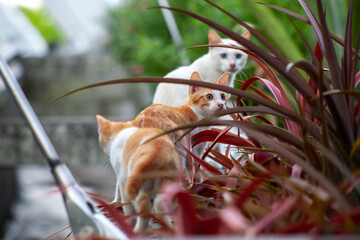 Wild kittens with Cat in Garden