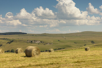 Wall Mural - Le plateau du Limon est une planèze, un plateau basaltique français situé dans les monts du Cantal. Paturâges, champs, moissons en été